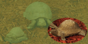 82000 B Medium Crawling Turtle